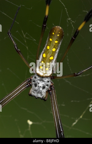 Goldene Seidenspinne Nephila Clavipes Costa rica Stockfoto