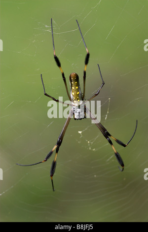 Goldene Seidenspinne Nephila Clavipes Costa rica Stockfoto