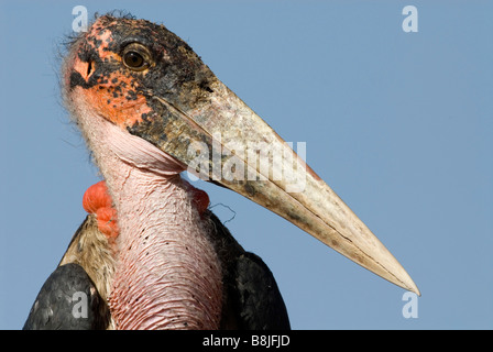 Marabou Storch Leptoptilos Crumeniferus Lake Awasa Äthiopien Stockfoto