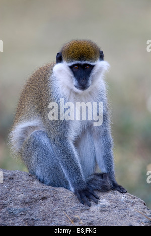 Vervet Affen Chlorocebus Pygerythrus Lake Awasa Äthiopien Stockfoto