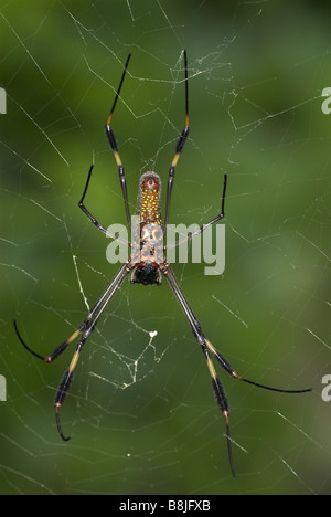 Goldene Seidenspinne Nephila Clavipes Costa rica Stockfoto