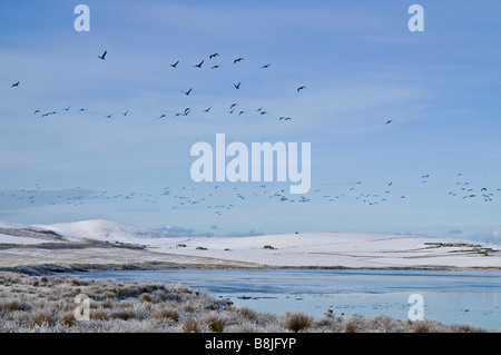 dh STENNESS ORKNEY Wilde Gänseanser strömen in der Schneelandschaft des Fluges Fliegende schottische Winter-Gänseschwärme loch scotland Vögel Wildvögel Schnee Szene Wildtiere Stockfoto