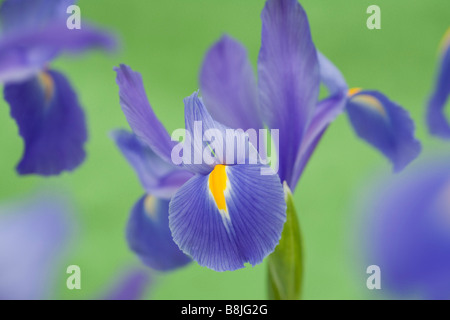 Juli violette Iris Blume Iridaceae Himmelsblumen hautnah auf einen grünen Hintergrund Stockfoto