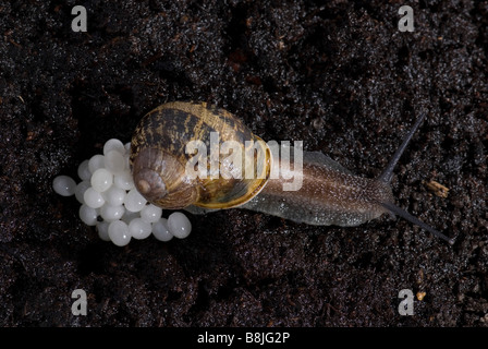 Garten Schnecke Helix Aspersa Eiablage im Boden in der Nacht Stockfoto