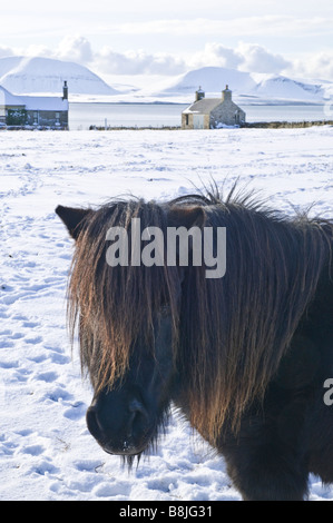 dh Bucht von Irland STENNESS ORKNEY Shetland Pony winterlich weißen Schneefelder Winter winter Stockfoto