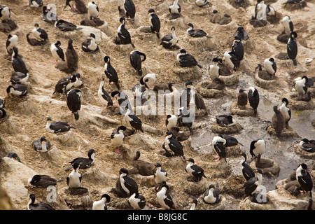 Ein König/Imperial Shag (Phalacrocorax Atriceps Albiventer) Verschachtelung Kolonie auf den Falklandinseln. Stockfoto