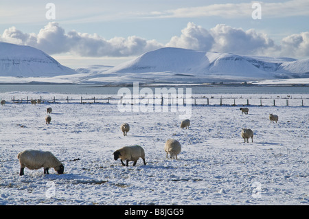 dh Bucht von Irland STENNESS ORKNEY Schafherde Weiden winterlich weißen Schneefelder Hoy Hügel Stockfoto