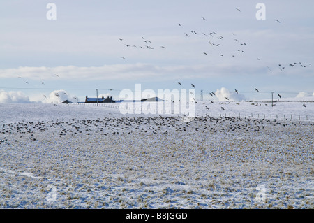 dh Greylag anser anser WILDGÄNSE ORKNEY SCHOTTLAND Herde von Vögel im Feld winterliche weiße Schneefelder Gänseschwärme Ackerland vereinigtes Königreich Stockfoto