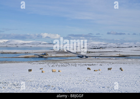 dh Bridge of Waithe STENNESS ORKNEY Schafe weiden winterliche weiße Schneefelder und Gänse Herde und anser Feld Ackerland Stockfoto