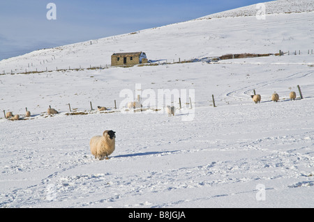 Dh Schafe TIERE UK Blackface Schaf weiß verschneite Feld Stockfoto