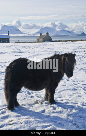 Dh Shetland pony Winter STENNESS ORKNEY winterlich weiße Schneefelder Tier reinrassig Stockfoto