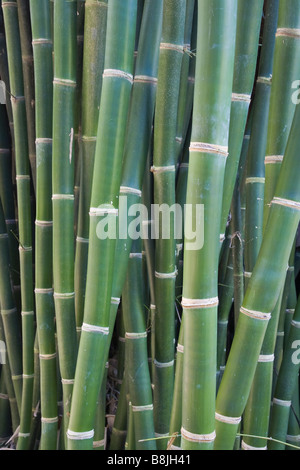 Bambus in Kanapaha botanischen Gärten in Gainesville Florida Stockfoto