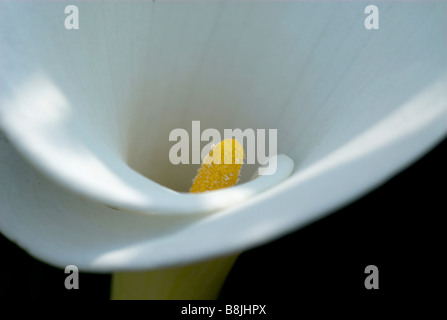 Arum Lily White Zantedeschia Aethiopica UK Stockfoto