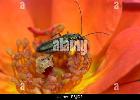 Leaf Beetle Oedemera Nobilis UK Stockfoto