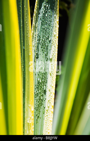 Nahaufnahme von Morgentau auf den Blättern eine Yucca Gloriosa Variegata Pflanze. Dorset garden.UK Stockfoto