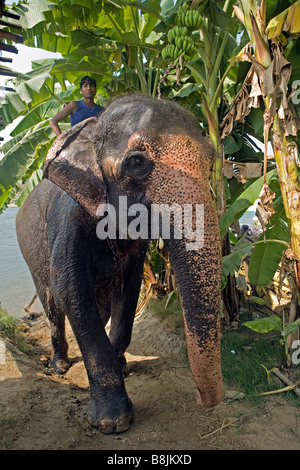 Nach dem Elefanten Baden in Rapti Fluss in Chitwan Nationalpark Nepal Stockfoto