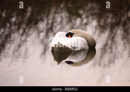 Höckerschwan Cygnus Olor schlafen am kleinen Teich Stockfoto