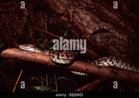 Morelia spilota Stockfoto