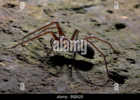 Haus Spinne Tegenaria Domestica UK Stockfoto