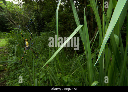 Goldene Seidenspinne Nephila Clavipes Costa rica Stockfoto