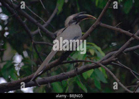 Indische grau Hornbill Ocyceros birostris Stockfoto