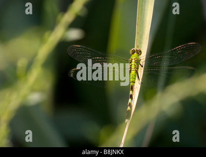 Die Libelle des östlichen Pondhawk liegt auf Blatt Stockfoto