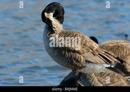 Kanadische Gans reckte nach vorne Stockfoto