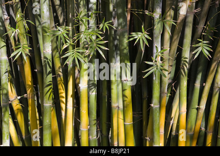 Bambus in Kanapaha botanischen Gärten in Gainesville Florida Stockfoto