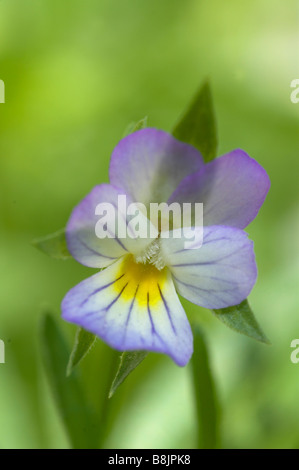 Wilde Stiefmütterchen Viola Tricolor UK Stockfoto