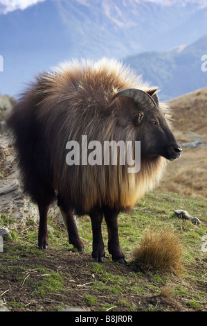 Männliche Tahr Hemitragus Jemlahicus Deer Park Heights Queenstown Neuseeland Südinsel Stockfoto