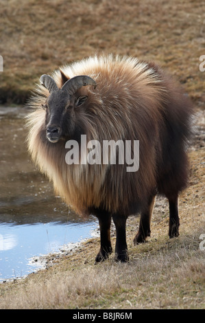 Männliche Tahr Hemitragus Jemlahicus Deer Park Heights Queenstown Neuseeland Südinsel Stockfoto