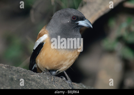 Rufous Treepie Dendrocitta Vagabunda auf einem Ast Stockfoto