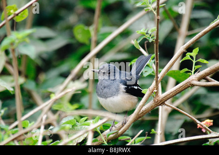 weibliche Oriental Magpie Robin Copsychus Saularis thront auf einem Ast Stockfoto