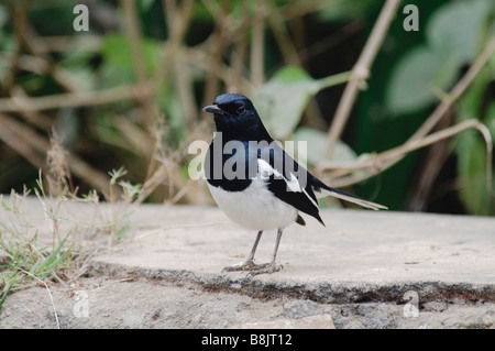 männlichen Oriental Magpie Robin Copsychus Saularis thront auf einem Ast Stockfoto