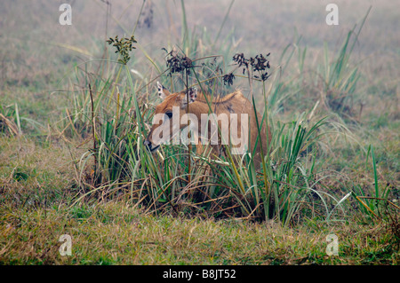 weibliche Nilgai Boselaphus Tragocamelus Fütterung im Feuchtgebiet vegetation Stockfoto