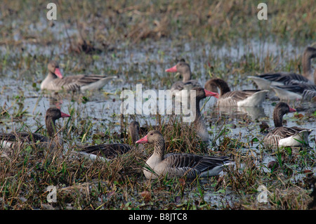 Eine Herde von Graugans Gänse Anser Anser ruht in einem Überschwemmungsgebiet Stockfoto