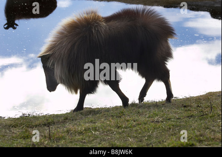 Männliche Tahr Hemitragus Jemlahicus Deer Park Heights Queenstown Neuseeland Südinsel Stockfoto