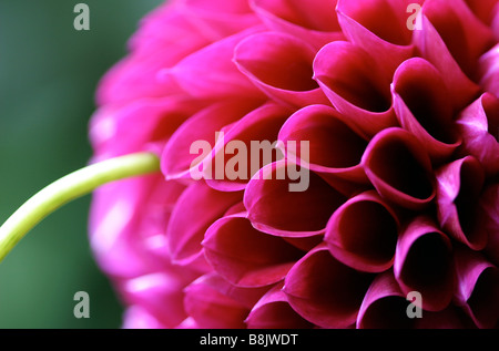 Dahlia Stockfoto