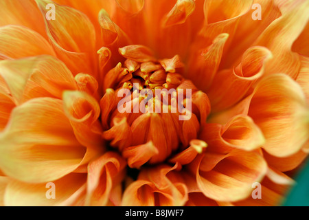 Dahlia Stockfoto