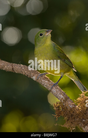 Weibliche Painted Bunting in Florida Stockfoto