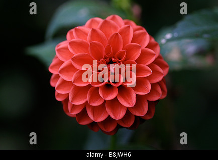 Dahlia Stockfoto