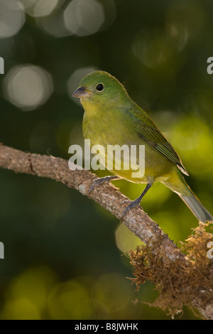 Weibliche Painted Bunting in Florida Stockfoto