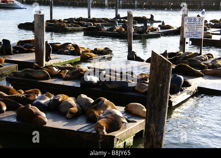 Seelöwen am Pier 39 in San Francisco Stockfoto