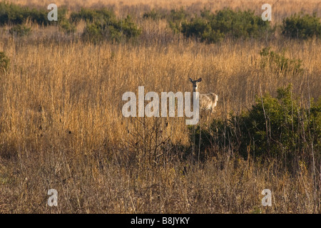 Hirsch in Paynes Prairie Preserve State Park in Micanopy in der Nähe von Gainesville Florida Stockfoto