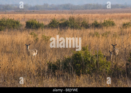 Hirsch in Paynes Prairie Preserve State Park in Micanopy in der Nähe von Gainesville Florida Stockfoto