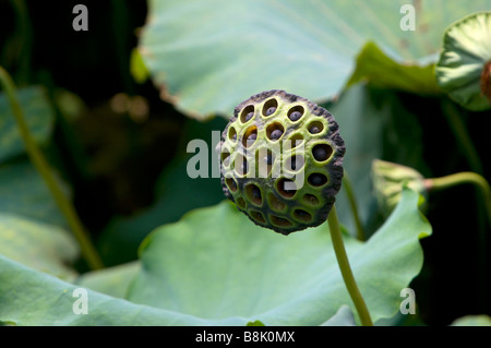 Nahaufnahme von Lotus-Hülsen Stockfoto