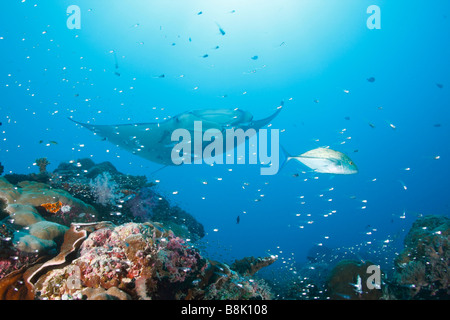 Manta Ray nähert sich eine bunte Korallenriff mit School of Glas Fische und Riff-Fische-Sihouettes mit der Sonne im Hintergrund Stockfoto