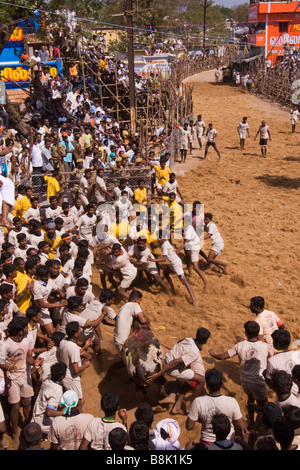 Indien Tamil Nadu Allanganallur jährlichen Pongal Jallikkattu Bull Event Konkurrenten zu zähmen, als der Stier freigegeben ist Stockfoto