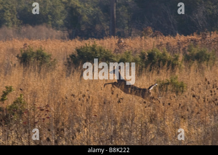 Hirsch in Paynes Prairie Preserve State Park in Micanopy in der Nähe von Gainesville Florida Stockfoto