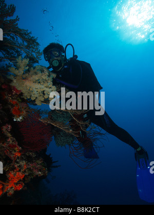 Ein Taucher unter Wasser fotografieren eine Kolonie von bunten Weichkorallen und Gorgonien Fans mit blauen Wasser und Sonne Strahlen im Hintergrund Stockfoto